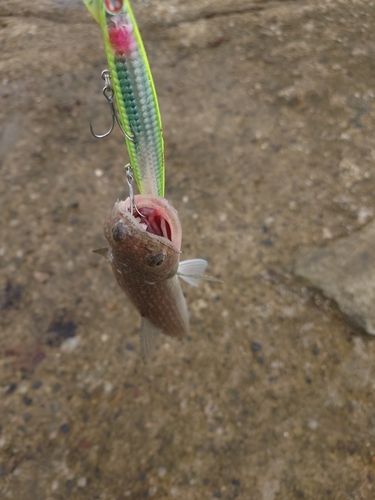 アカエソの釣果