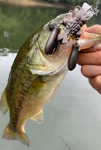 ラージマウスバスの釣果