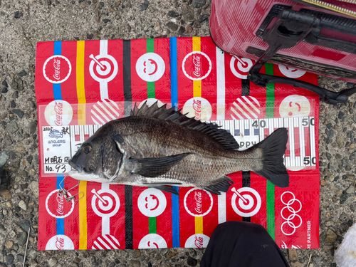 チヌの釣果