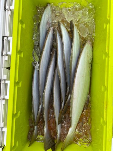 ソゲの釣果