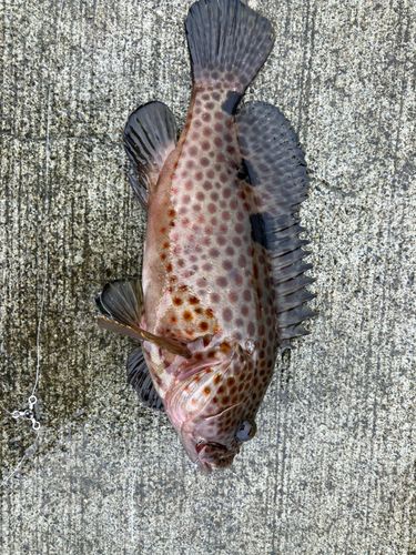 ノミノクチの釣果