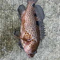 ノミノクチ