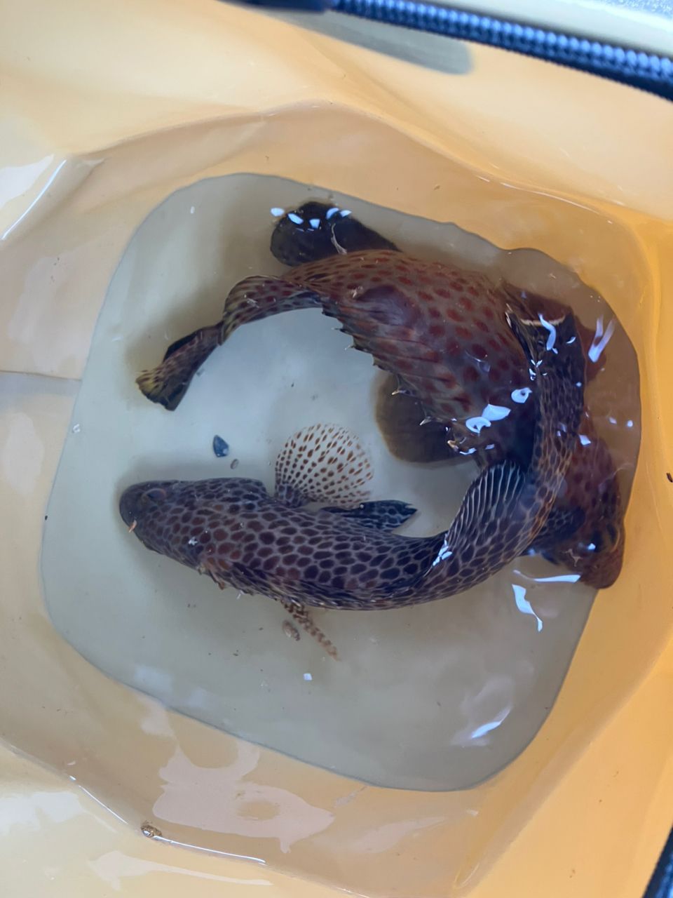 ノミノクチ