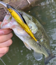 ラージマウスバスの釣果