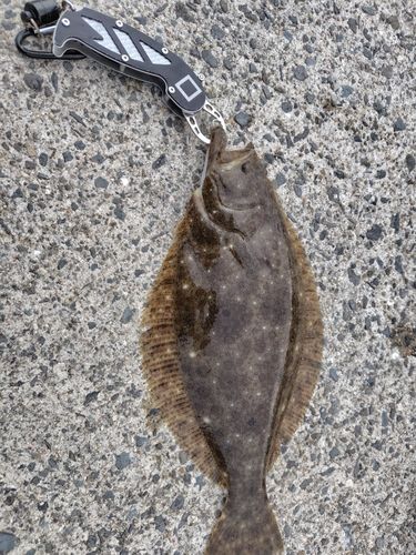ヒラメの釣果