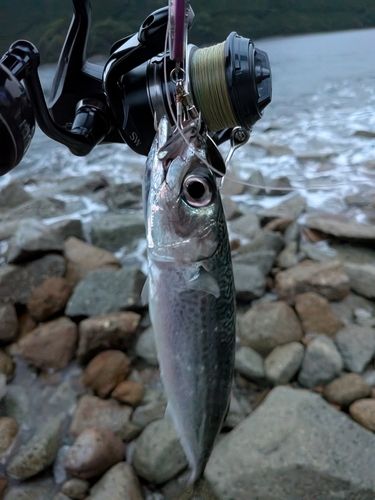 アカハタの釣果