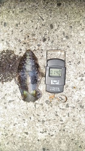 アオリイカの釣果