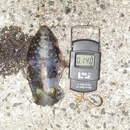 アオリイカ