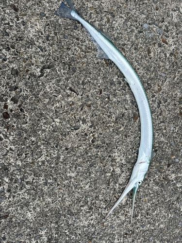 ダツの釣果