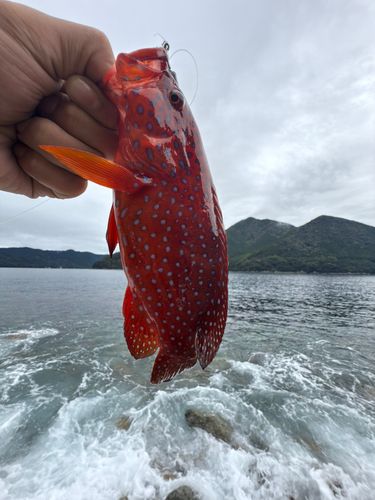 ユカタハタの釣果