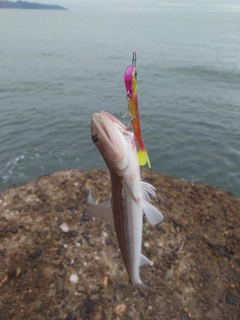 アカエソの釣果