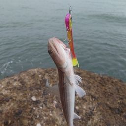 アカエソ