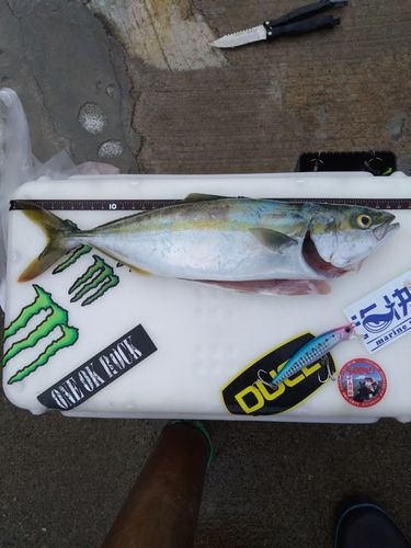 ワカシの釣果