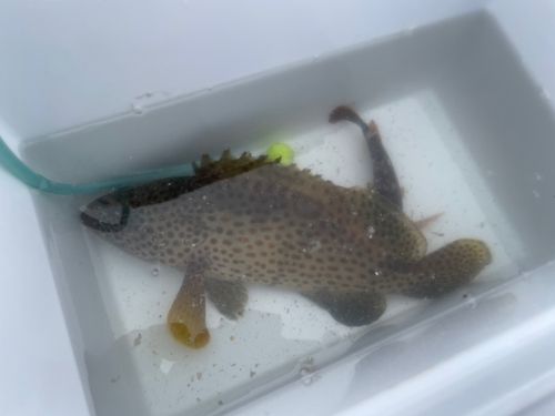 キジハタの釣果