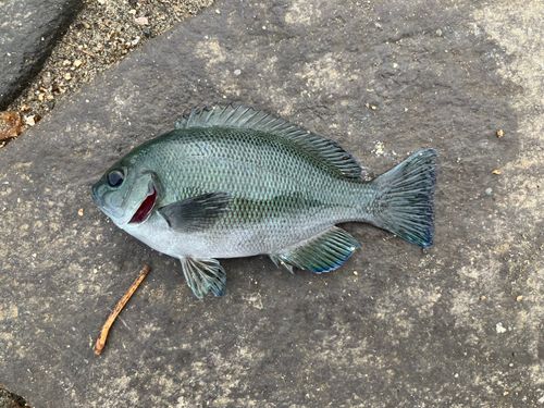 グレの釣果