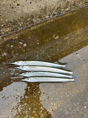 サヨリの釣果