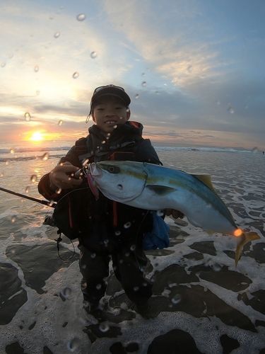 ワラサの釣果