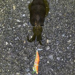 アオリイカ