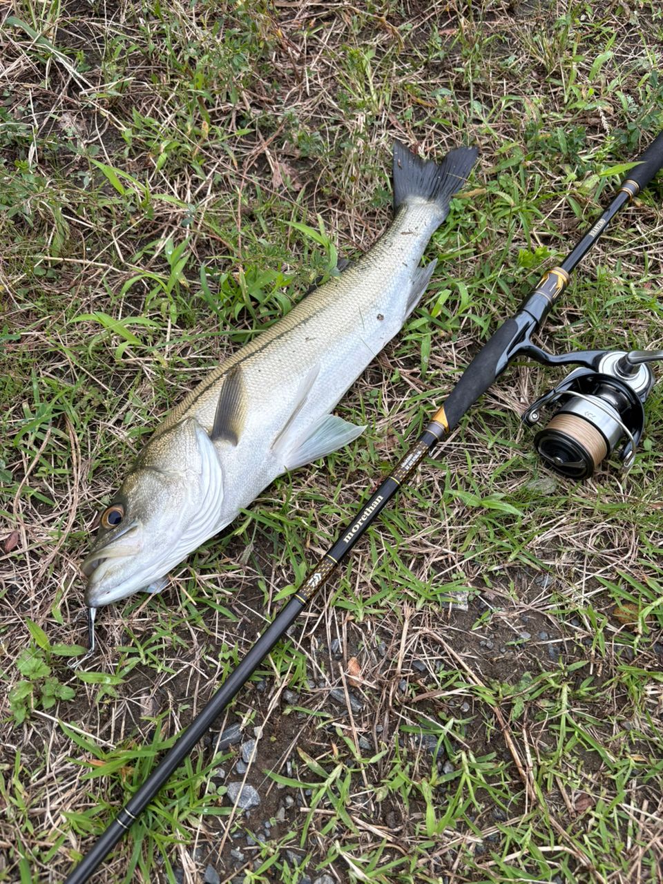 ダイワ　モアザンブランジーノEXAGS 97mlm 楽天市場】ダイワ モアザン ブランジーノ EX AGS 97ML/M