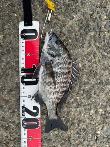 チヌの釣果