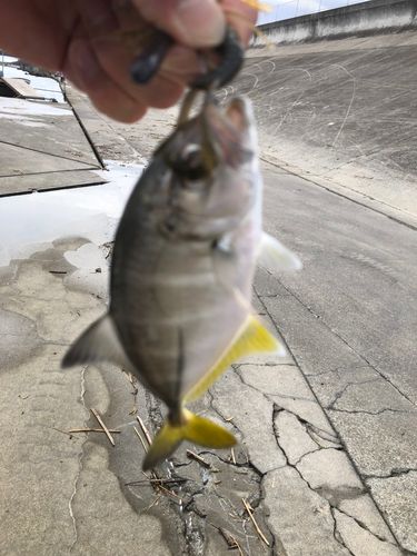 メッキの釣果