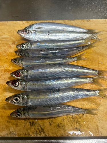 ウルメイワシの釣果
