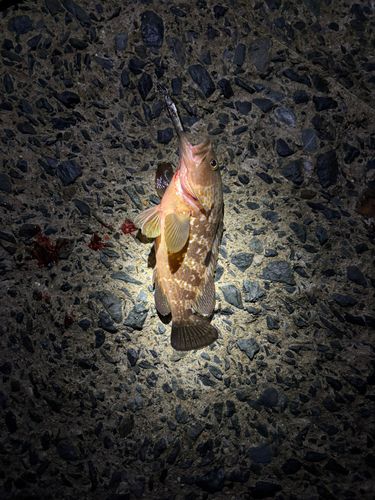 キジハタの釣果