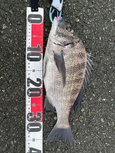 チヌの釣果