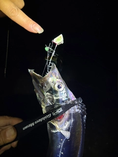 タチウオの釣果