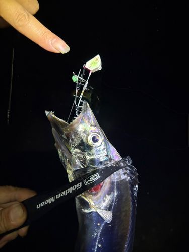 タチウオの釣果