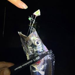 タチウオ