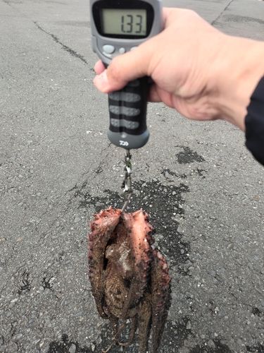 タコの釣果