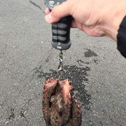 タコ
