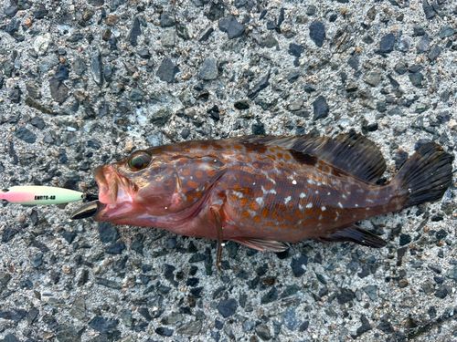 アコウの釣果