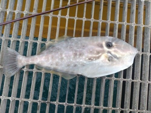 ウスバハギの釣果