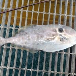 ウスバハギ