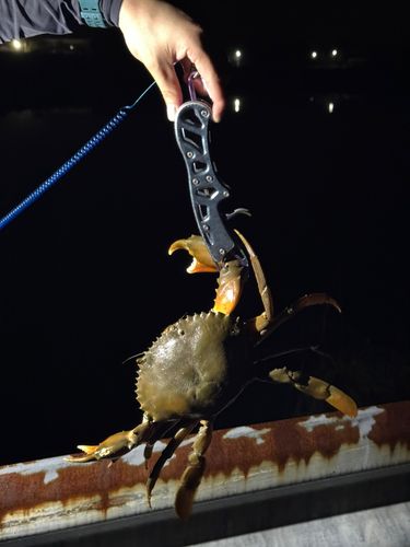 ノコギリガザミの釣果