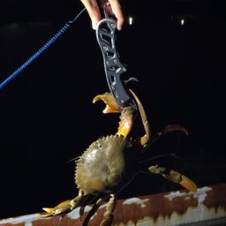 ノコギリガザミ