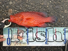 ユカタハタの釣果