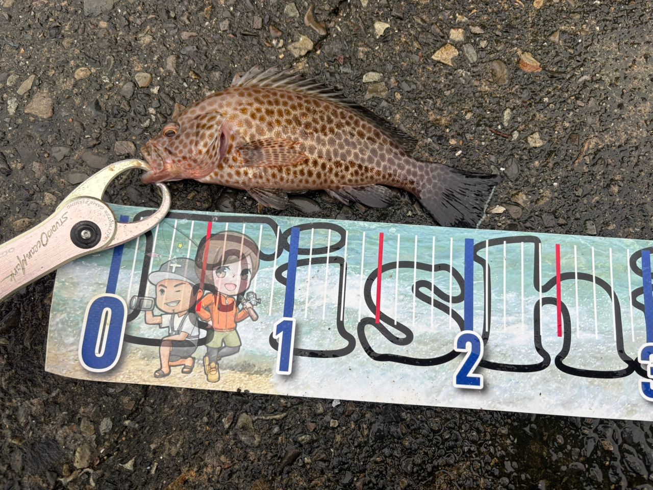 Jackson オーシャンゲート ライトゲームミックス JOG-76L-K