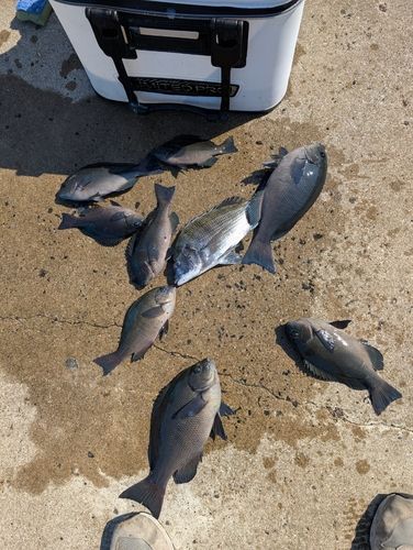 クロの釣果