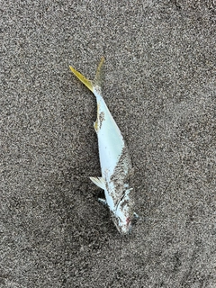 ワカシの釣果