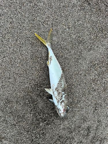 ワカシの釣果