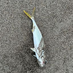 ワカシ