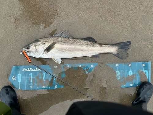 スズキの釣果