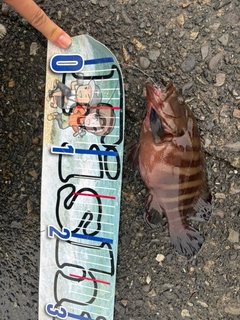 ヤミハタの釣果