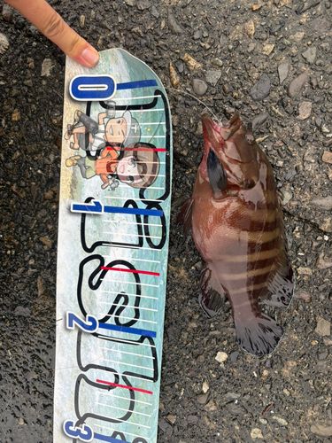 ヤミハタの釣果