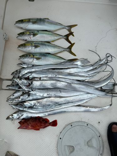 タチウオの釣果