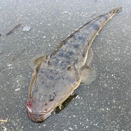 マゴチ