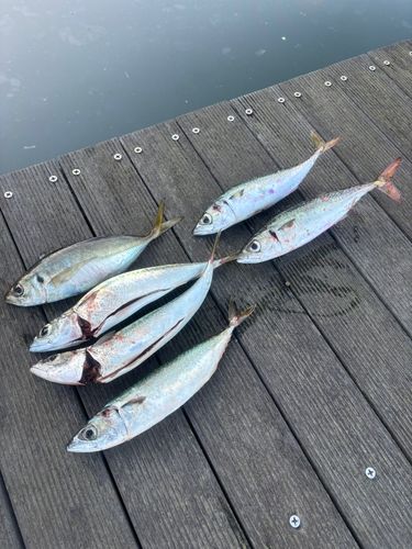 サバの釣果